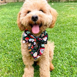 Christmas Dog Acessories Sailor Bow or Bowtie